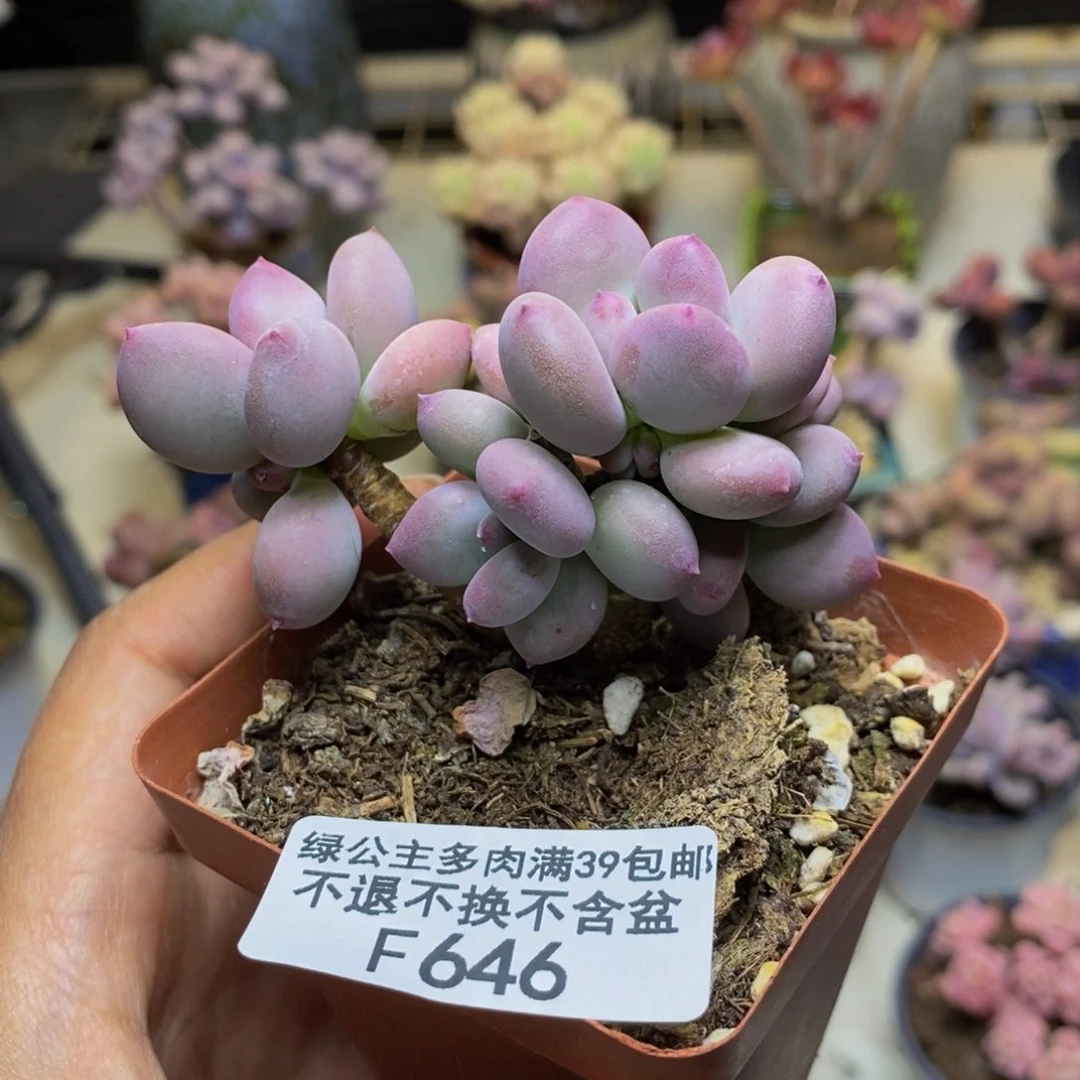 646苹果奶四代多肉5cm