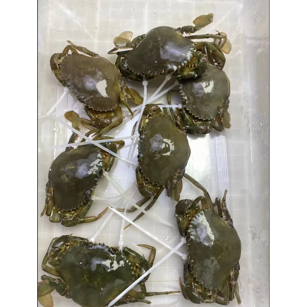 【特价福利】野生红膏青蟹（量少）