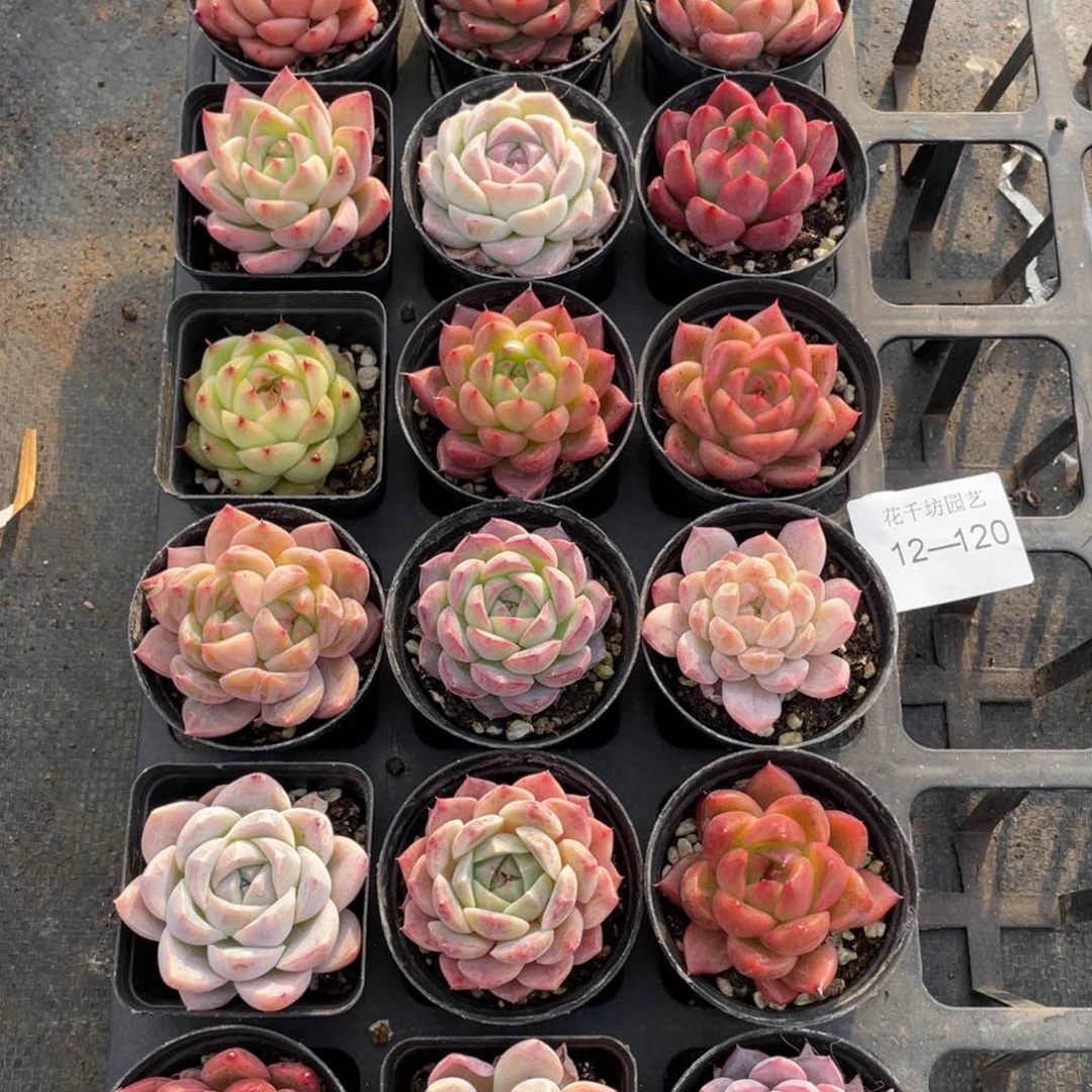 一物一拍18棵12-120