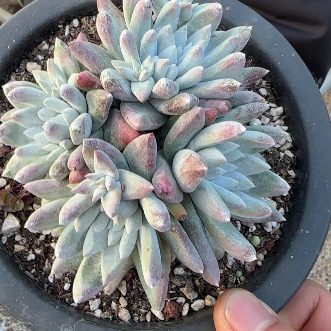 预*20250202w多肉预定