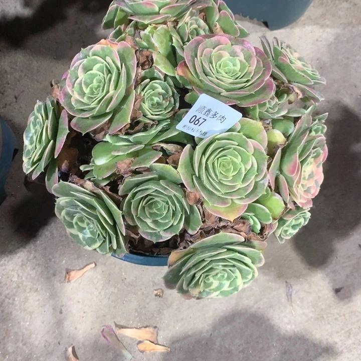 067多肉植物特价
