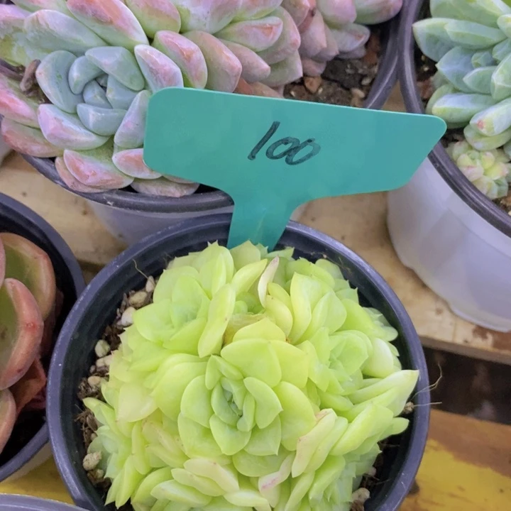 开心多肉，5号店庆专场