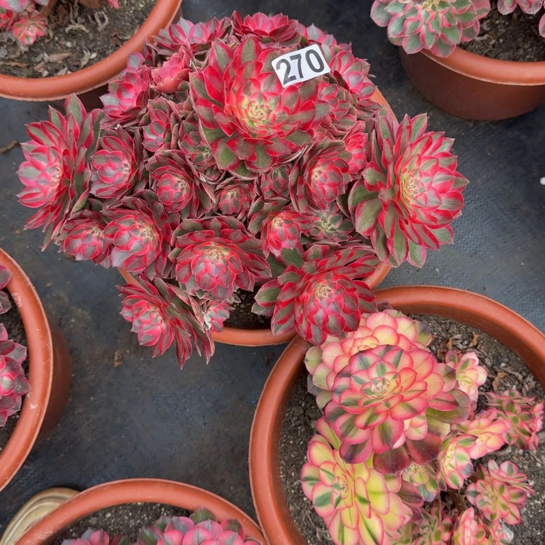 女***氓270多肉植物赤子心