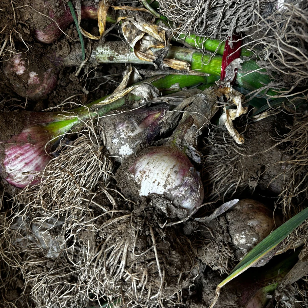 现挖现发新鲜大蒜套餐/斤