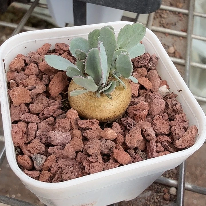 格加厚顿菊2仙人球