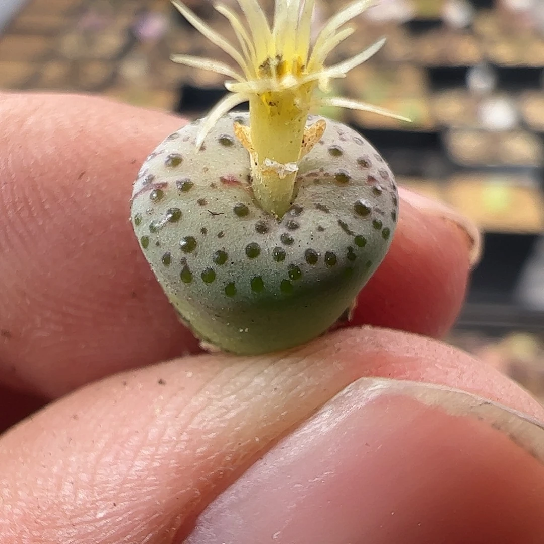 一物一拍匈牙利种源1452.64火龙果安贞503