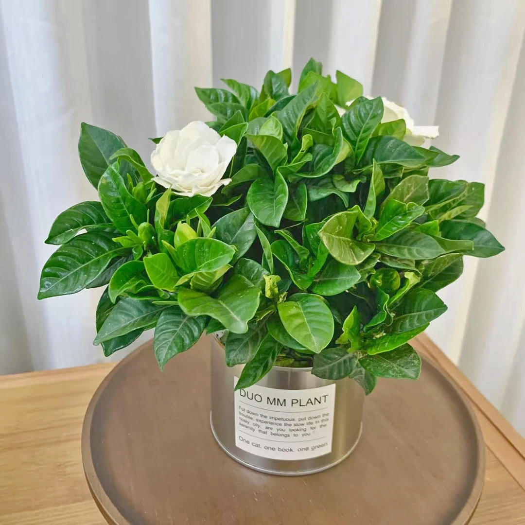 【灵犀物造】栀子花小铁罐带花苞家居开花观花植物懒人好养绿植