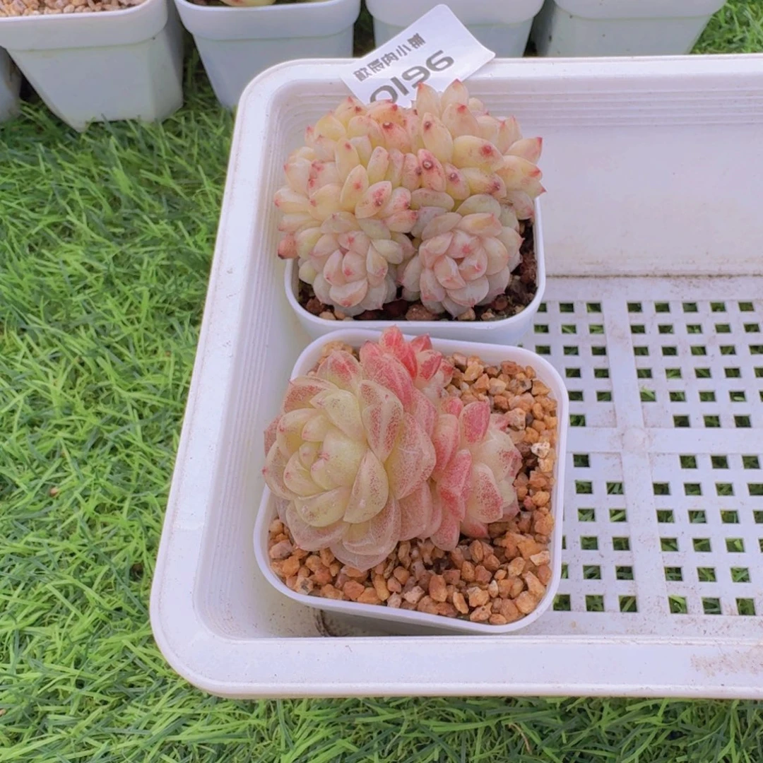 星****多肉植物杂交两颗0196