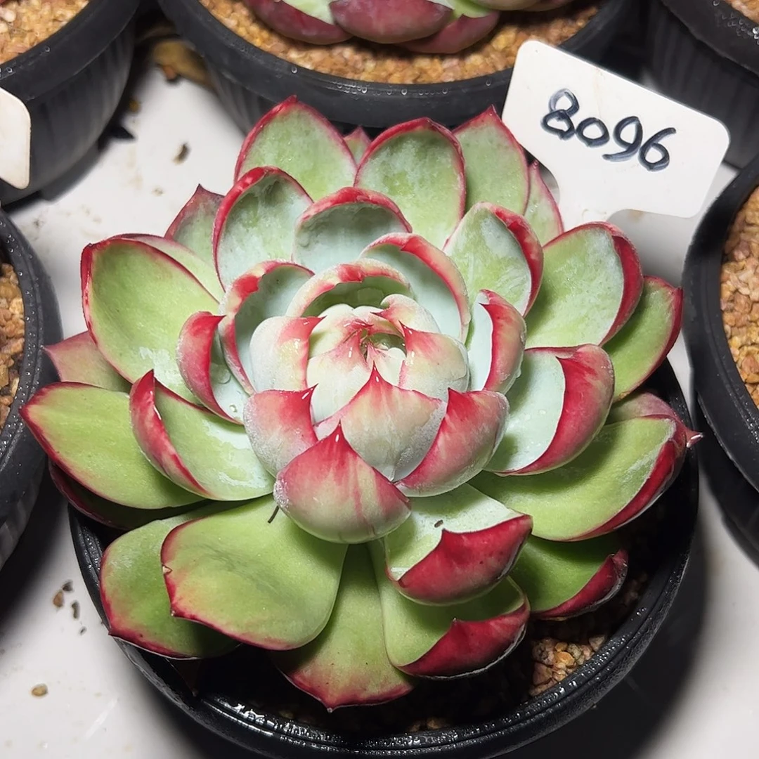 惊鸿仙子一物一拍8096号