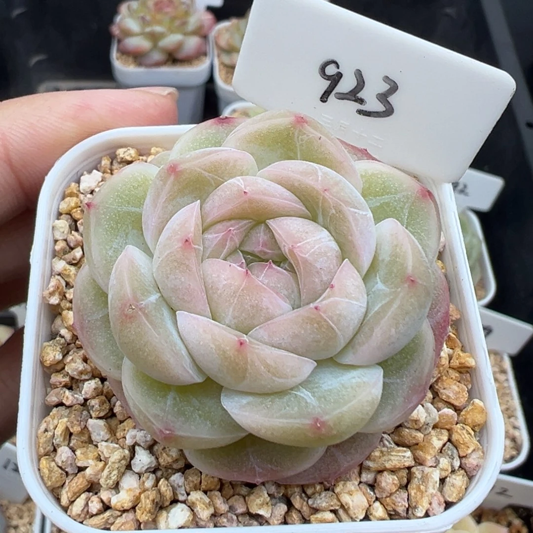 923号mn 晗雨多肉