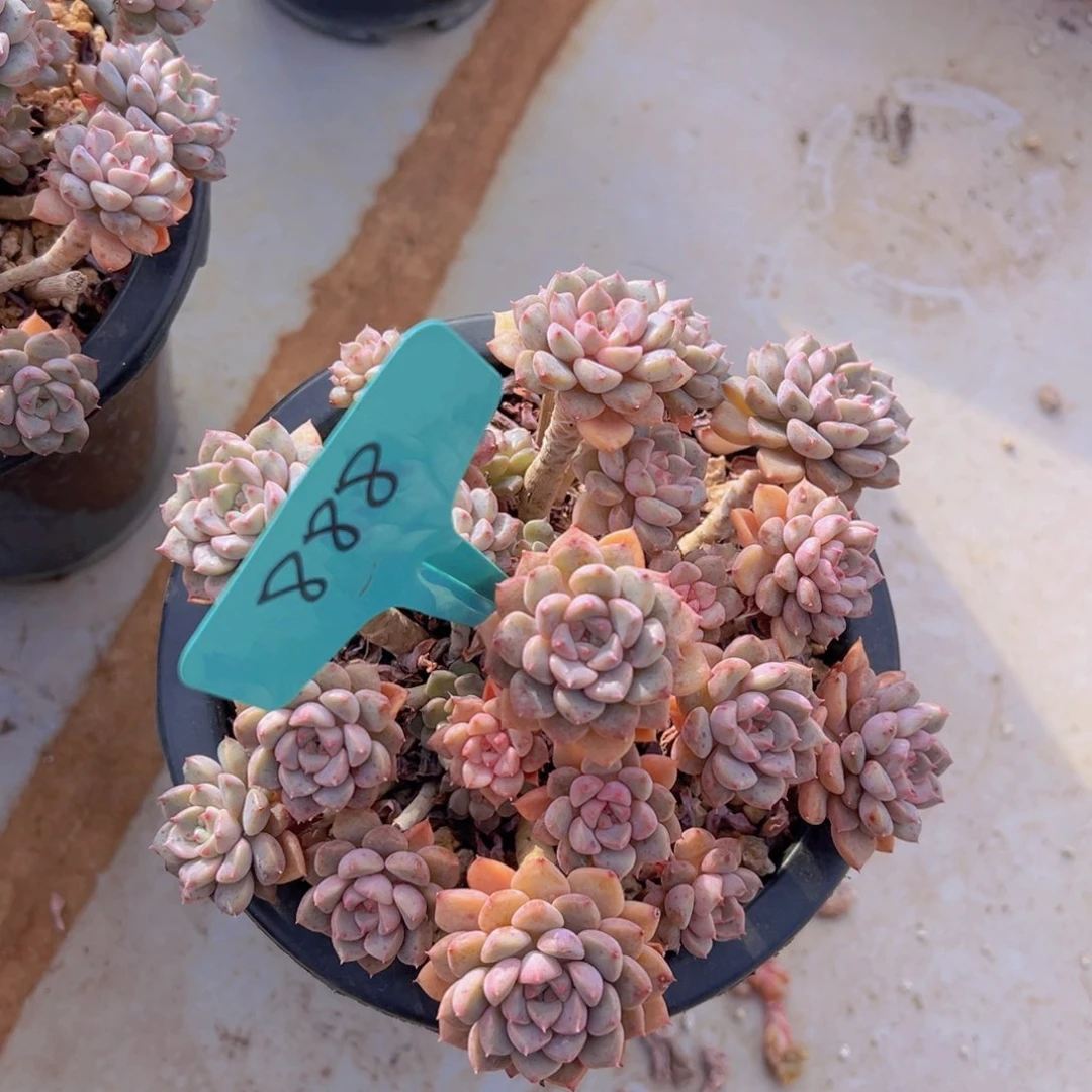 香玉的故事是一个人