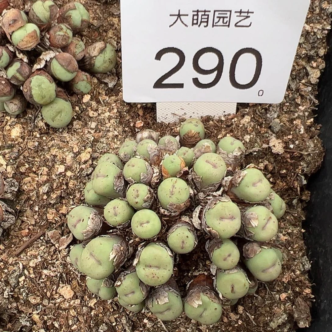 一物一拍。          290