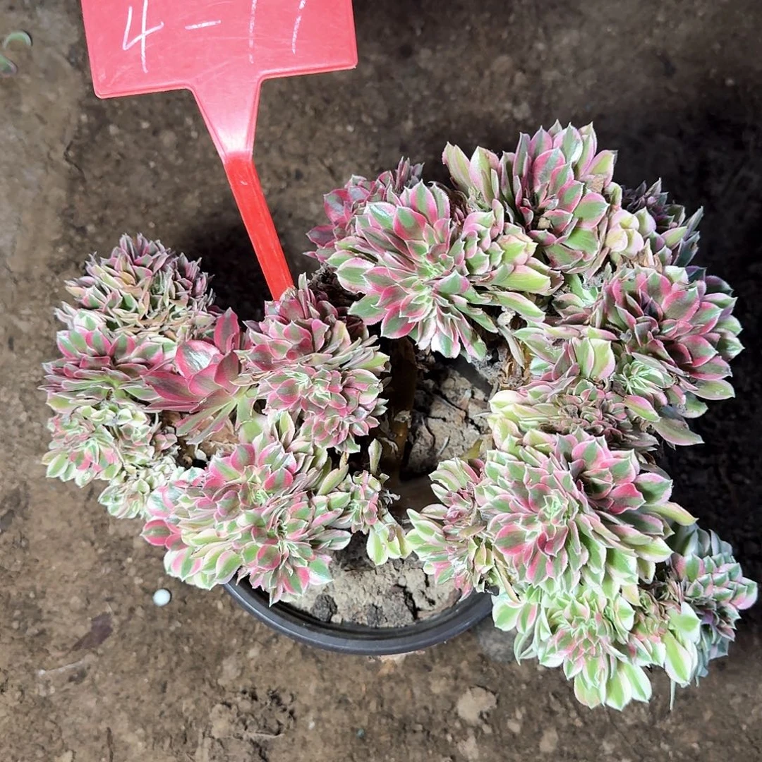 4-77荔枝缀化多肉