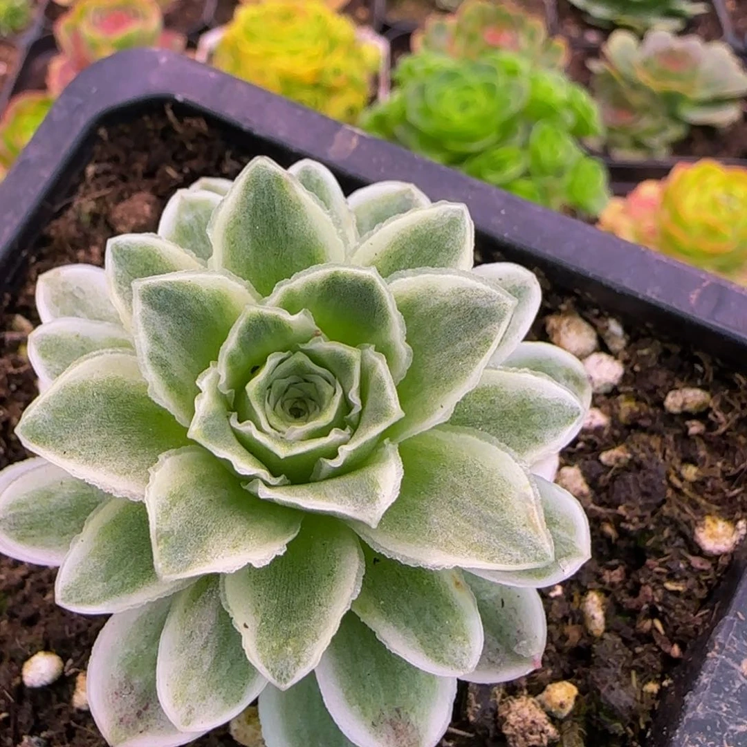 秋夕玫瑰锦11343435356767686