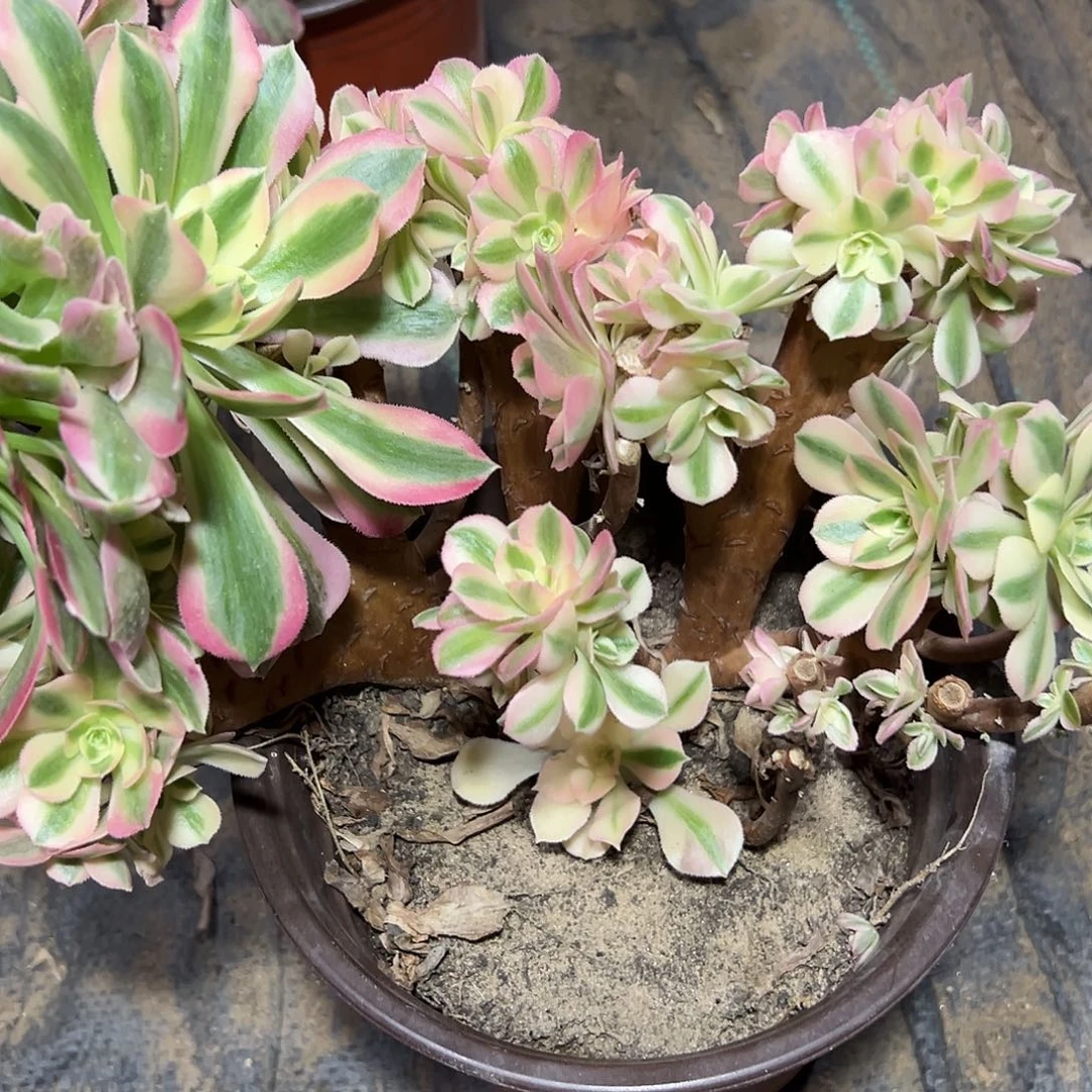 多370肉植物粉女母本