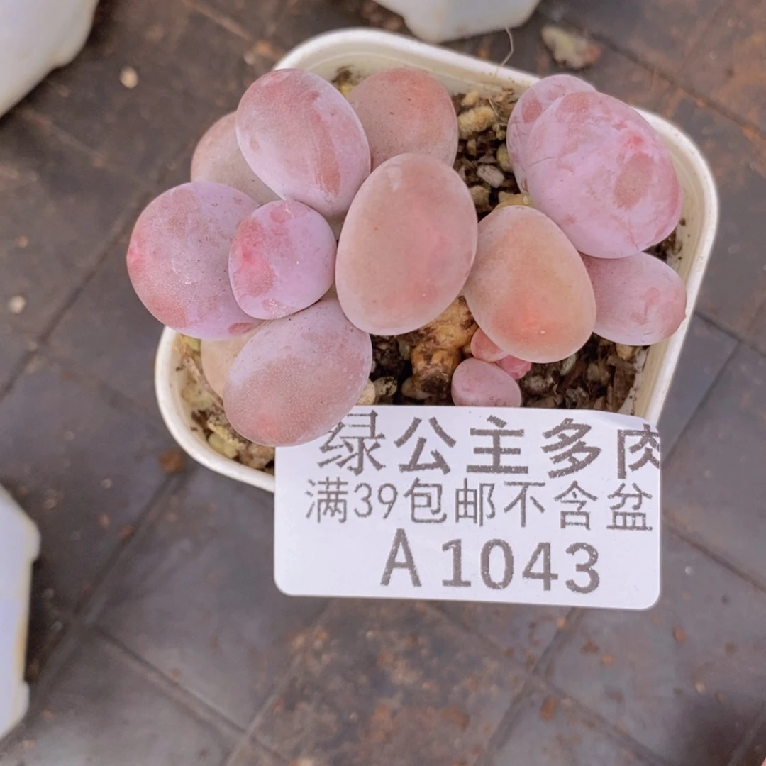 糖豆奶5cm1043多肉植物