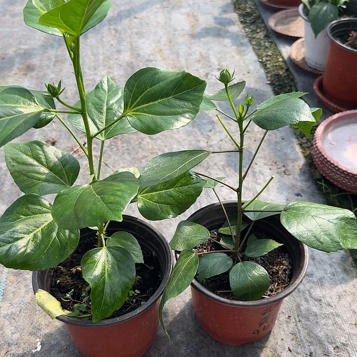 郝***来完全开放丹麦木槿花