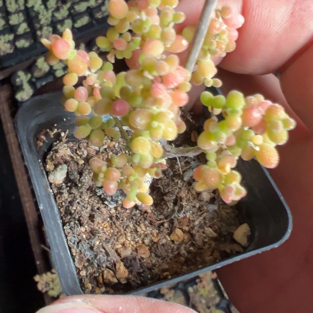 米粒窄福伦锦55倍老桩福利