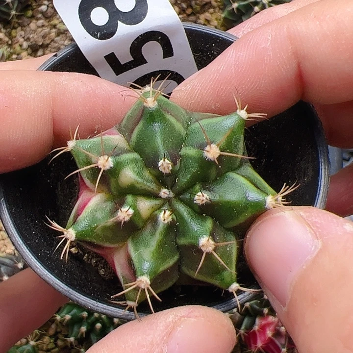 当前无花栽培后可以开花058