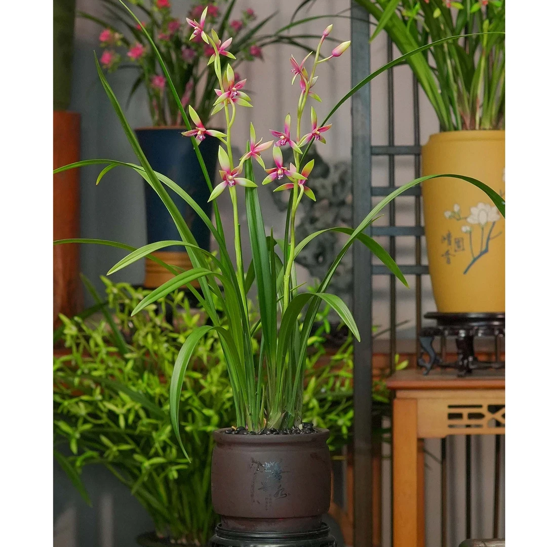 兰花铭品【和光同尘】陶瓷盆 幽香兰花不带花 室内好养易活