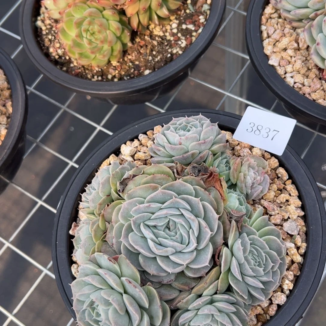 任***转3837不包整肉多么多么多么