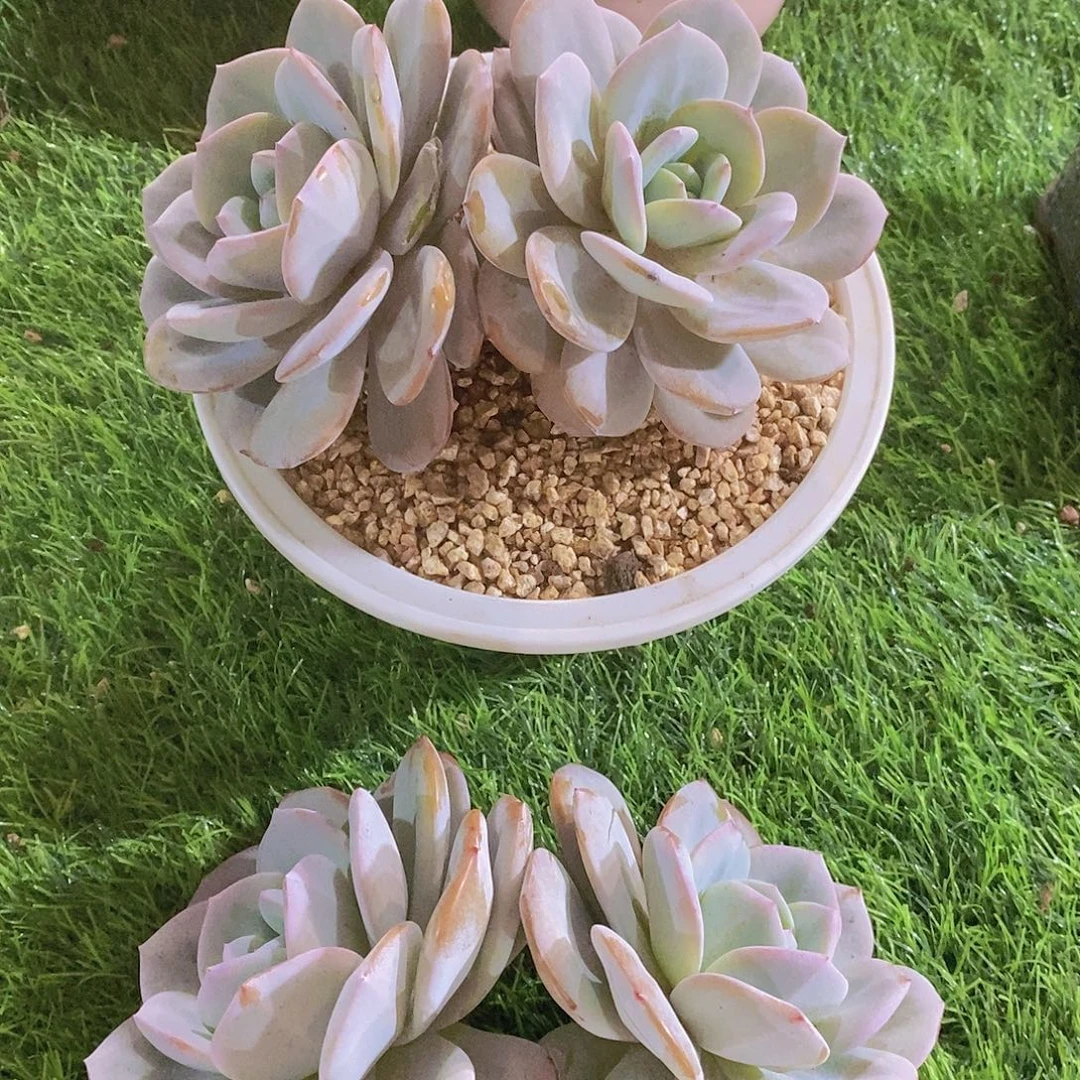 奶茶两个