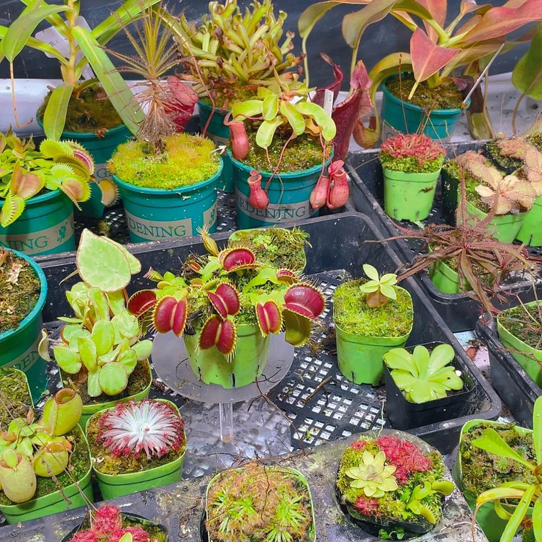 完全开放泰坦捕蝇草62