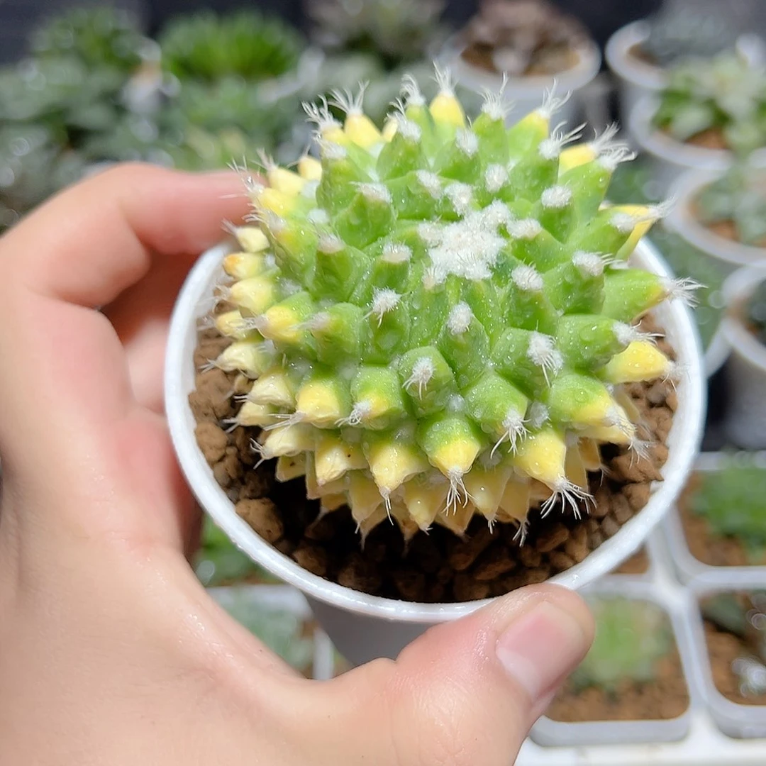 大菠萝原盆原土发货