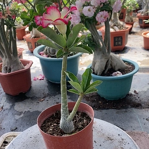 【闪购商品】无花朵A****ゝ绿植