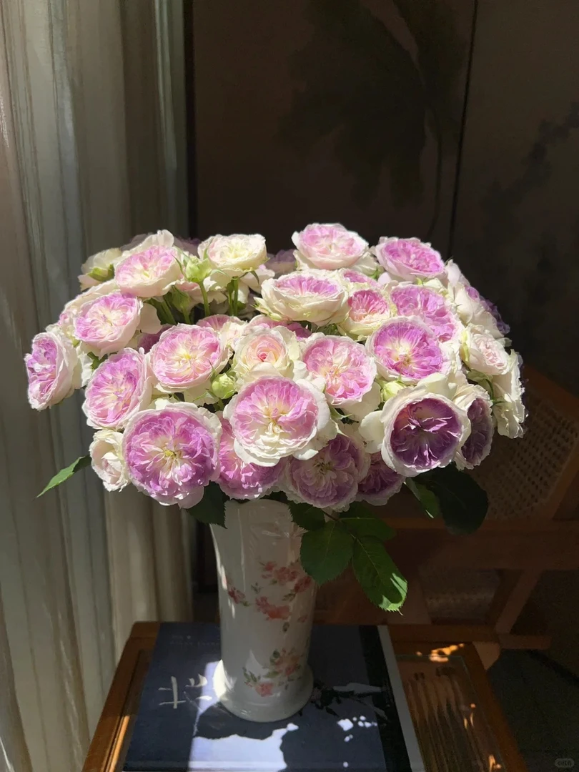 【多头玫瑰】云南鲜花新鲜现采玫瑰