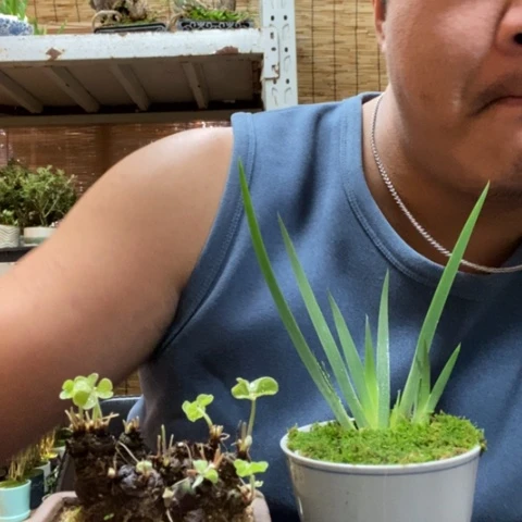 红陶一物一拍所见即所得18