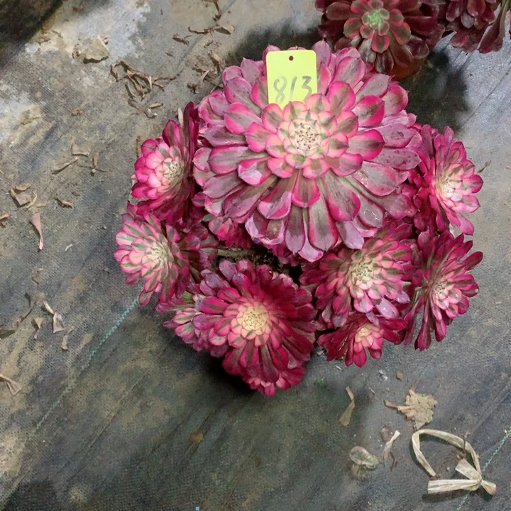 813红铜白多肉111111