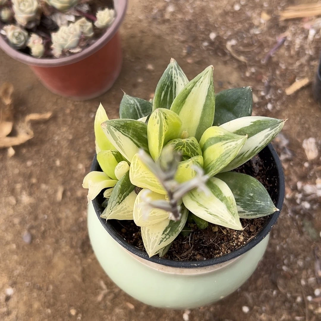 多肉植物宝草锦多肉