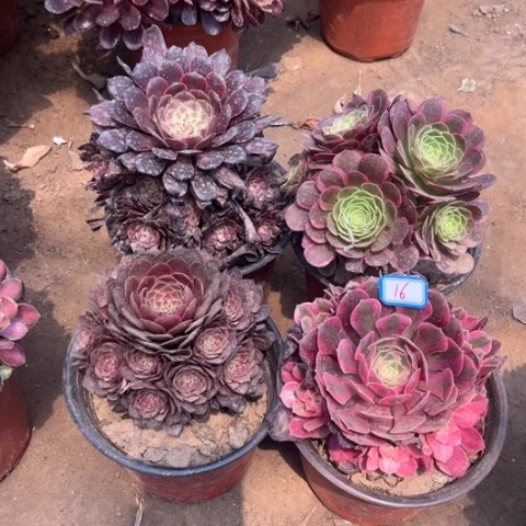 016多肉植物组合