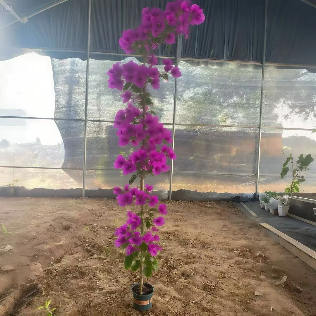 安格斯云南紫顺丰包邮三角梅爬藤高飘庭院阳台1.5米左右