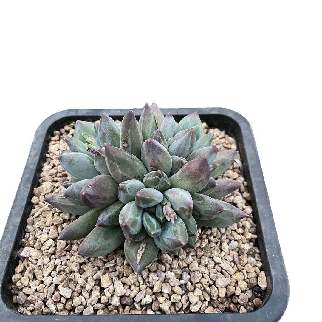 强子精品多肉 重楼 多肉植物 精控精养 净化 空气 美化环境