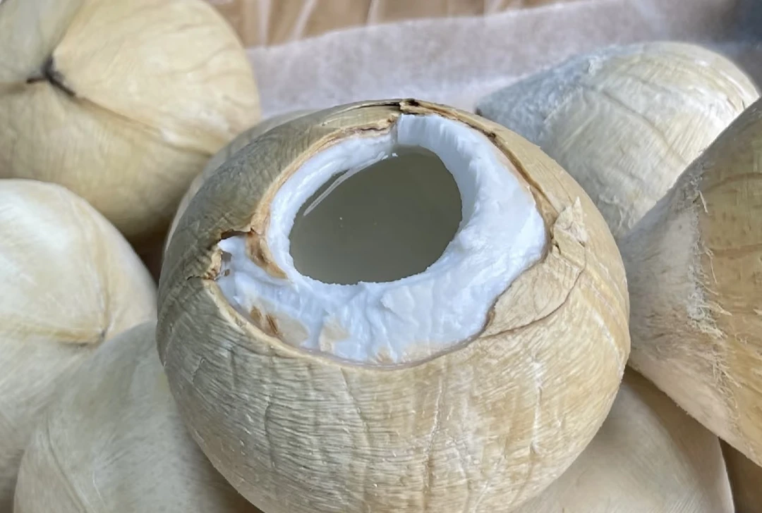 泰国老树椰皇
