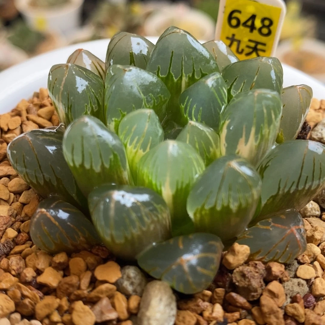 648号老川玉露锦带盆发货