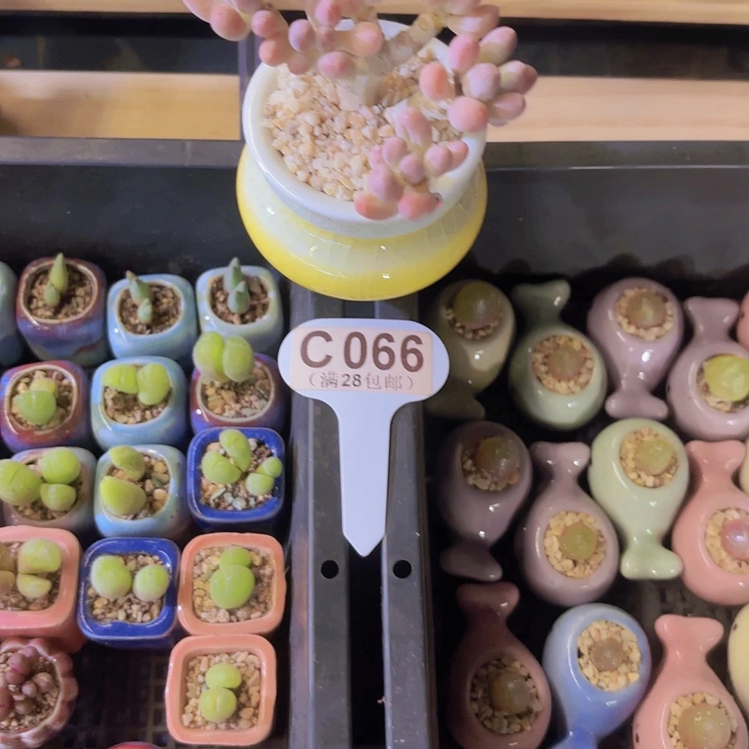 C066紫星美人一物一拍