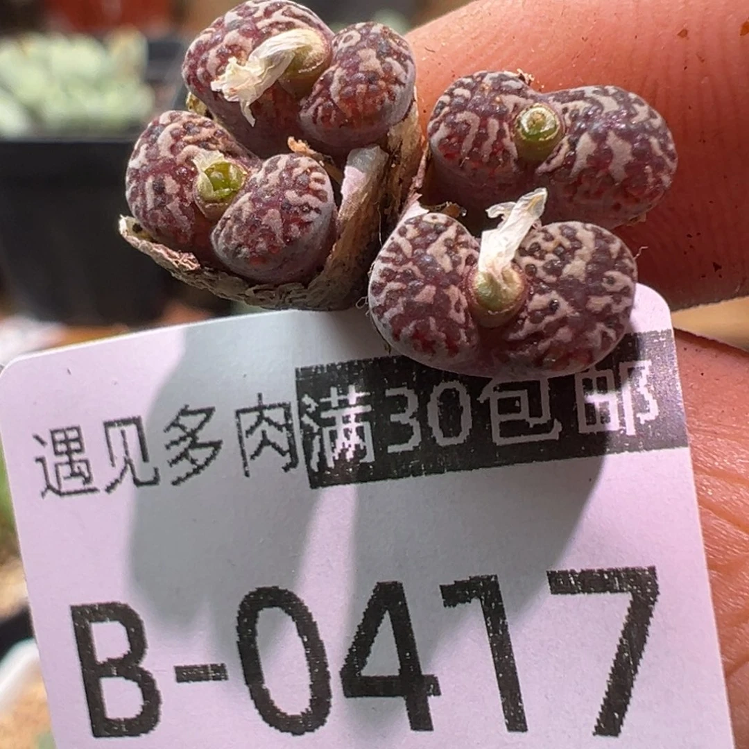 多肉植物111111111111