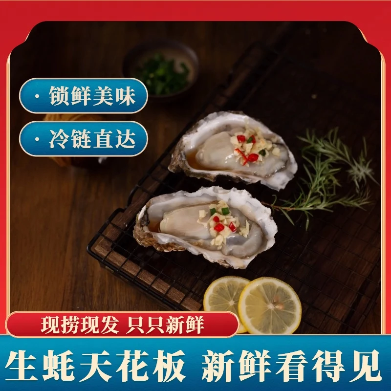 大连冷水生蚝鲜活发货新鲜直达 5斤装（7两-1斤/只） 5-8只