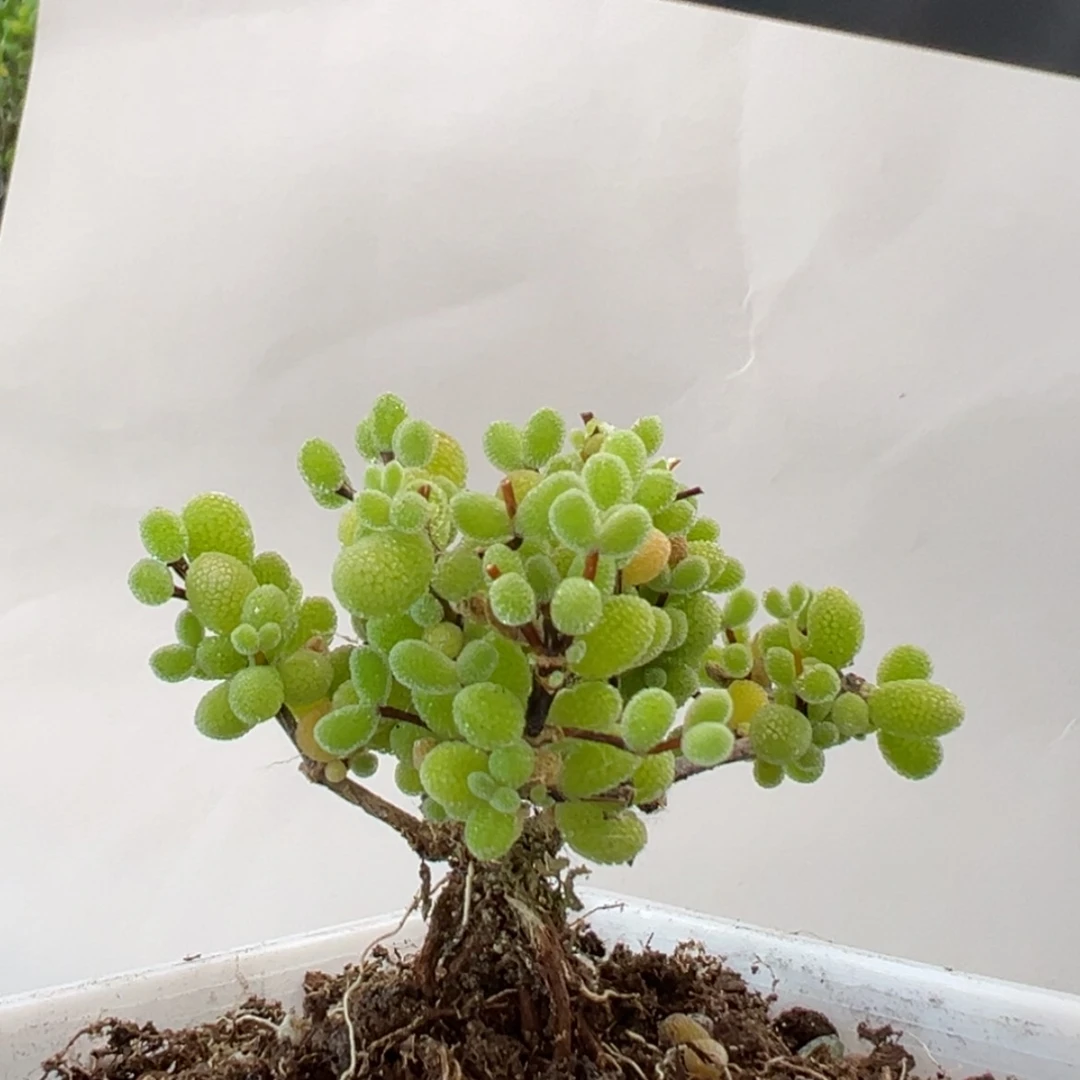 【闪购商品】dy0693翡翠提根冠幅6cm
