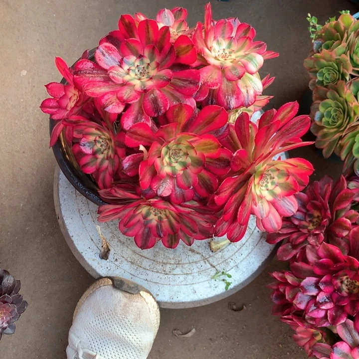 362美肌多肉植物