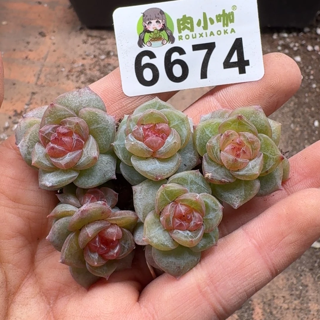 多肉植物多肉植物