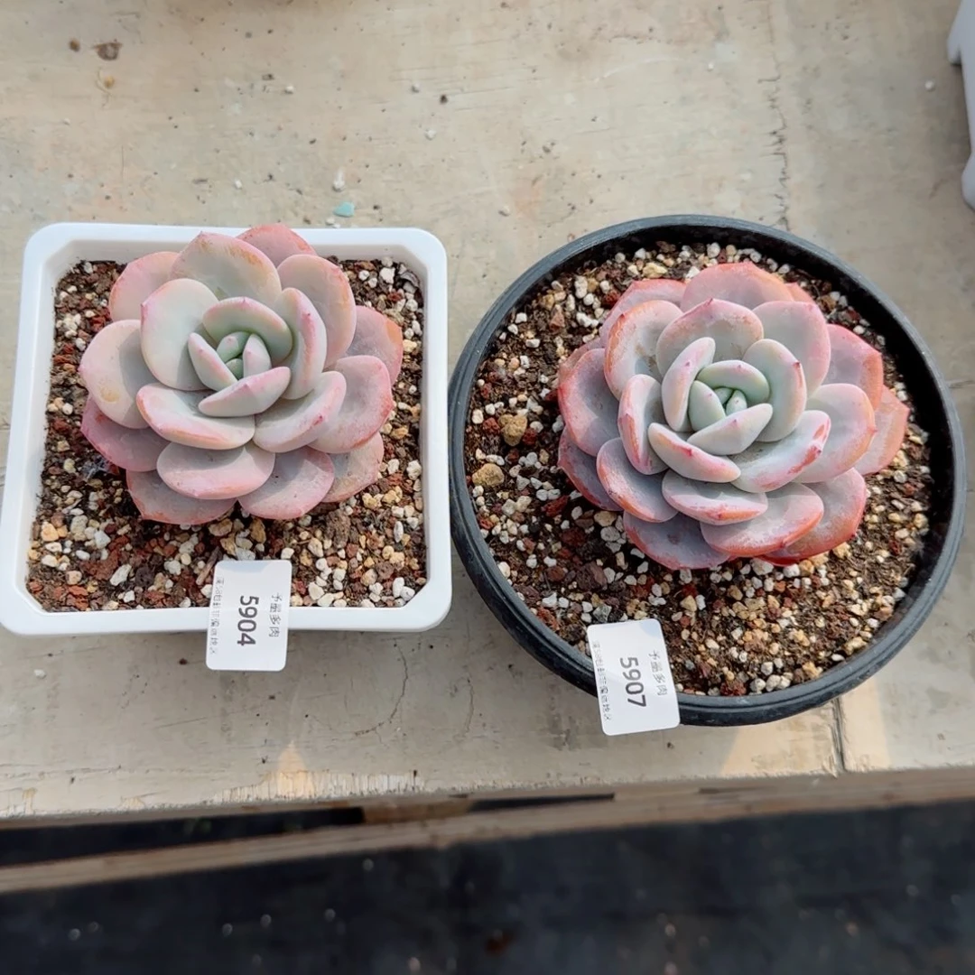 阿****肉奶茶，5904，5907多肉植物