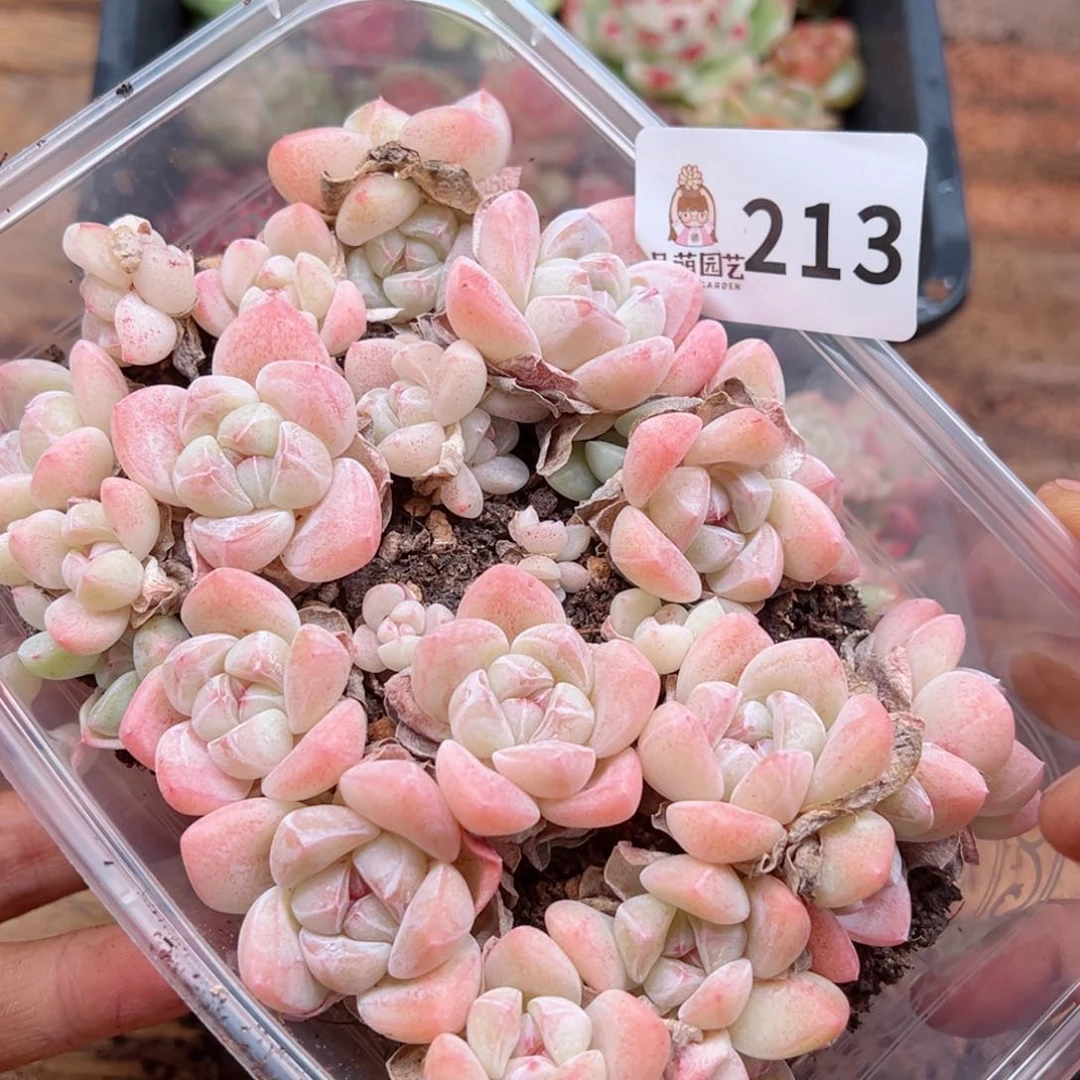 多肉植物多肉植物