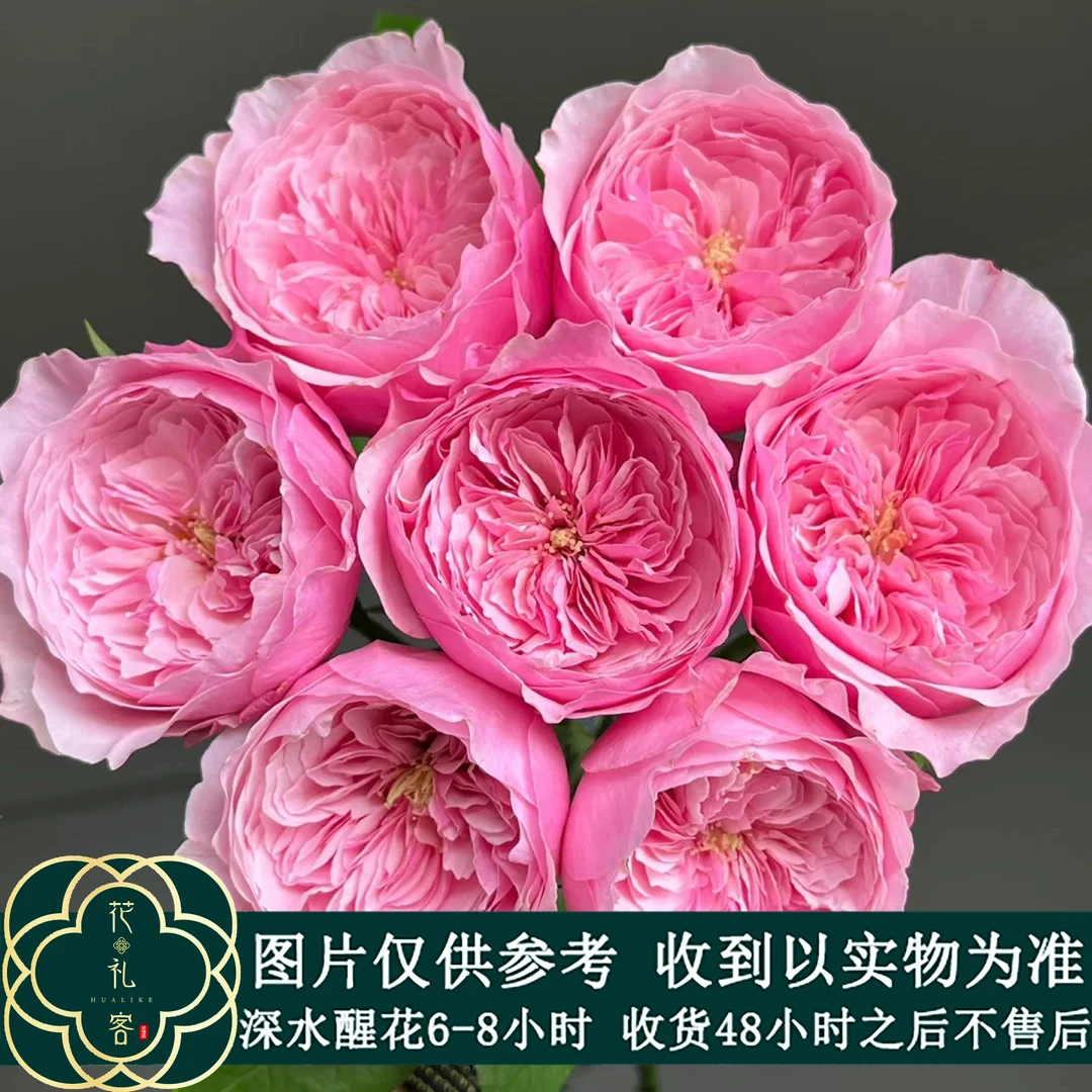 七叶花坊#单头玫瑰 【凯丽】鲜花优选 顺丰直发