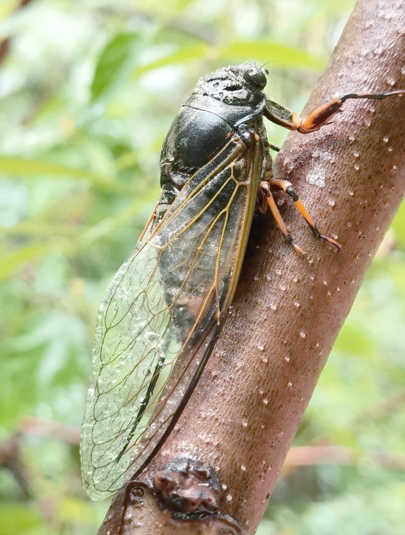 当地野生黑蝉个人捕捉新鲜美味