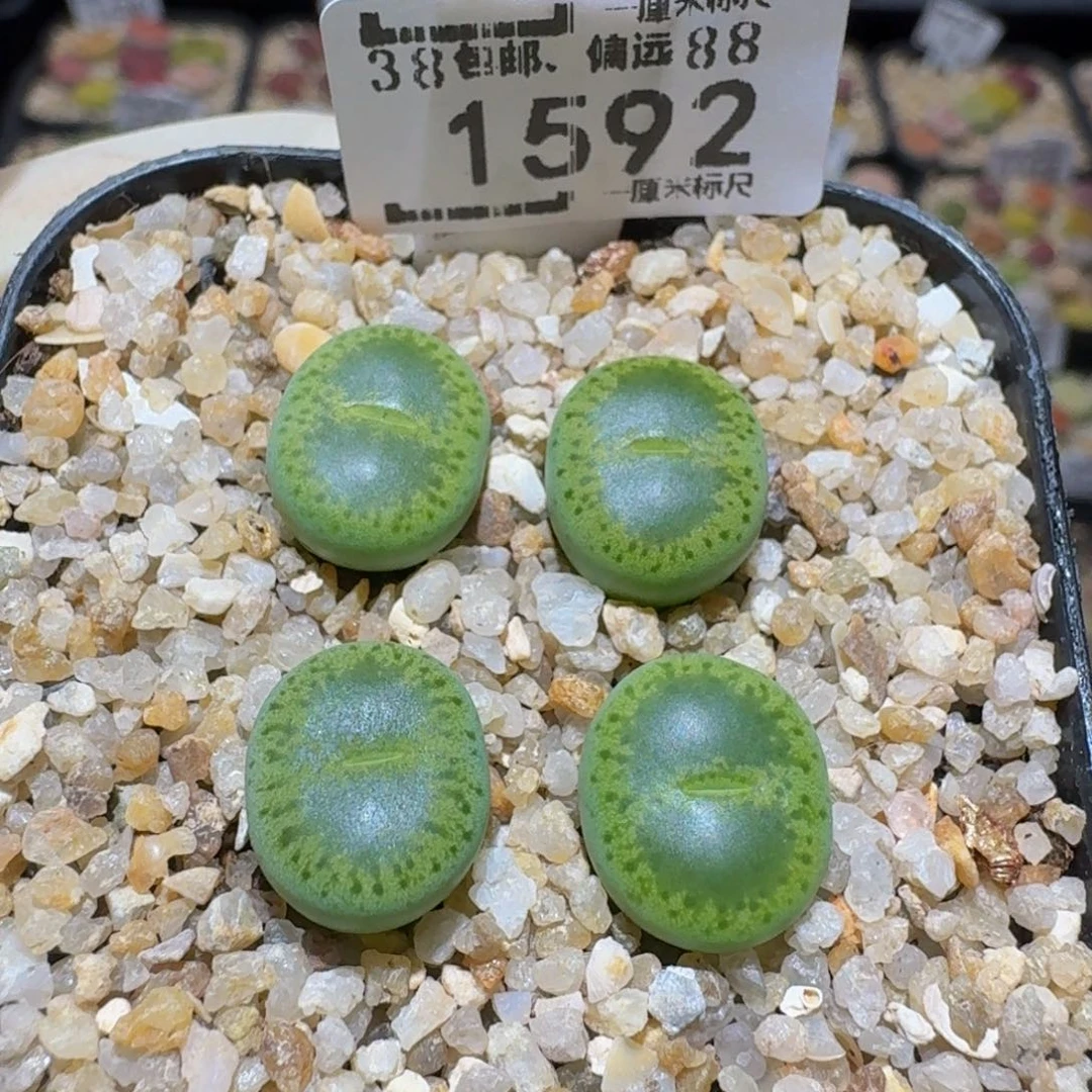 Ssss精品生石花1592