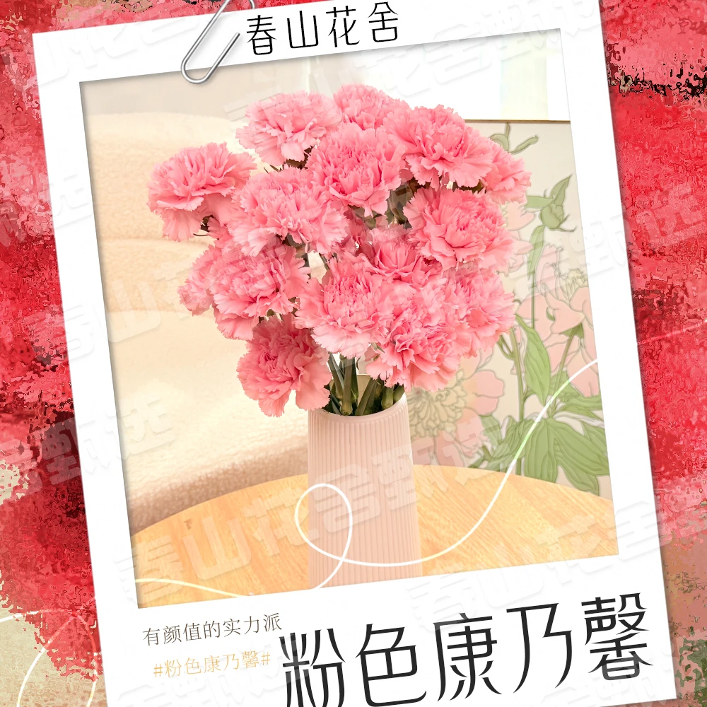 【粉色康乃馨】 鲜切花水养花期长鲜切花礼物家养